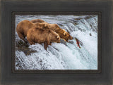 Grizzly Bears Fishing for Salmon at Katmai National Park Brooks Falls, Alaska