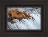 Grizzly Bears Fishing for Salmon at Katmai National Park Brooks Falls, Alaska