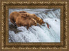 Grizzly Bears Fishing for Salmon at Katmai National Park Brooks Falls, Alaska