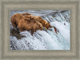 Grizzly Bears Fishing for Salmon at Katmai National Park Brooks Falls, Alaska