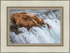 Grizzly Bears Fishing for Salmon at Katmai National Park Brooks Falls, Alaska