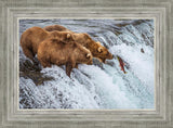 Grizzly Bears Fishing for Salmon at Katmai National Park Brooks Falls, Alaska