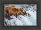 Grizzly Bears Fishing for Salmon at Katmai National Park Brooks Falls, Alaska