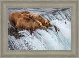 Grizzly Bears Fishing for Salmon at Katmai National Park Brooks Falls, Alaska