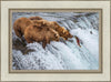 Grizzly Bears Fishing for Salmon at Katmai National Park Brooks Falls, Alaska