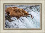 Grizzly Bears Fishing for Salmon at Katmai National Park Brooks Falls, Alaska