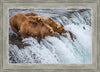 Grizzly Bears Fishing for Salmon at Katmai National Park Brooks Falls, Alaska