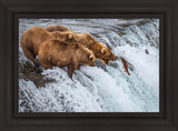 Grizzly Bears Fishing for Salmon at Katmai National Park Brooks Falls, Alaska