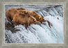 Grizzly Bears Fishing for Salmon at Katmai National Park Brooks Falls, Alaska