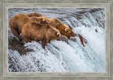 Grizzly Bears Fishing for Salmon at Katmai National Park Brooks Falls, Alaska