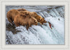 Grizzly Bears Fishing for Salmon at Katmai National Park Brooks Falls, Alaska