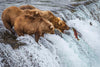 Grizzly Bears Fishing for Salmon at Katmai National Park Brooks Falls, Alaska