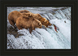 Grizzly Bears Fishing for Salmon at Katmai National Park Brooks Falls, Alaska