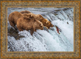 Grizzly Bears Fishing for Salmon at Katmai National Park Brooks Falls, Alaska