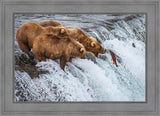 Grizzly Bears Fishing for Salmon at Katmai National Park Brooks Falls, Alaska