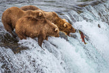 Grizzly Bears Fishing for Salmon at Katmai National Park Brooks Falls, Alaska