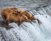 Grizzly Bears Fishing for Salmon at Katmai National Park Brooks Falls, Alaska Large Wall Art