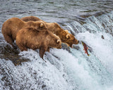 Grizzly Bears Fishing for Salmon at Katmai National Park Brooks Falls, Alaska Large Wall Art