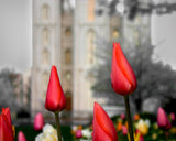 Salt Lake City Temple Beginning Transformation