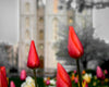 Salt Lake City Temple Beginning Transformation