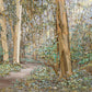 Sacred Grove