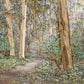 Sacred Grove