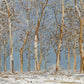 Winter Woods