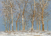 Winter Woods