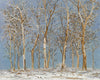 Winter Woods