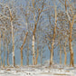 Winter Woods