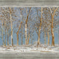 Winter Woods