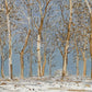 Winter Woods