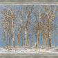 Winter Woods