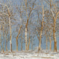 Winter Woods