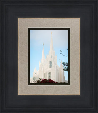 San Diego California Magenta Views