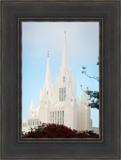 San Diego California Magenta Views