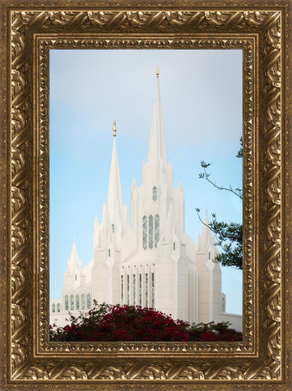 San Diego California Magenta Views