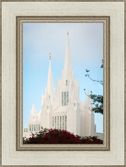 San Diego California Magenta Views