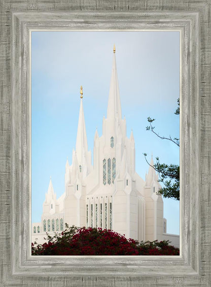 San Diego California Magenta Views