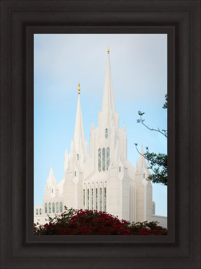 San Diego California Magenta Views