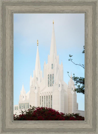 San Diego California Magenta Views