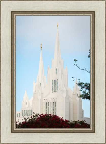 San Diego California Magenta Views