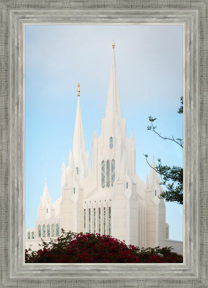 San Diego California Magenta Views