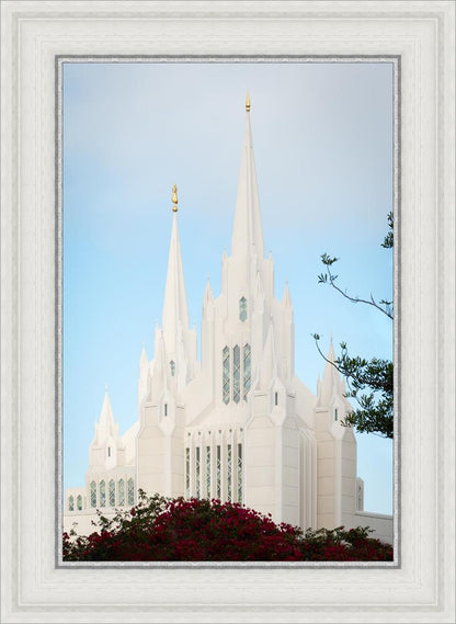 San Diego California Magenta Views