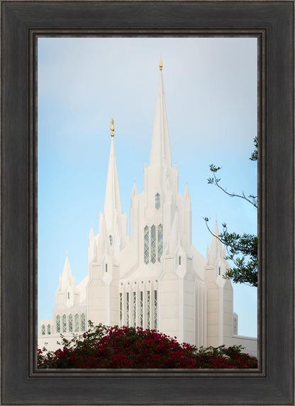 San Diego California Magenta Views