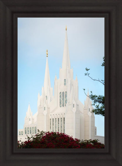 San Diego California Magenta Views