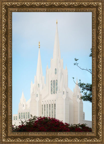 San Diego California Magenta Views