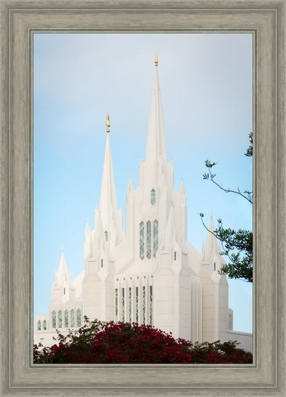 San Diego California Magenta Views