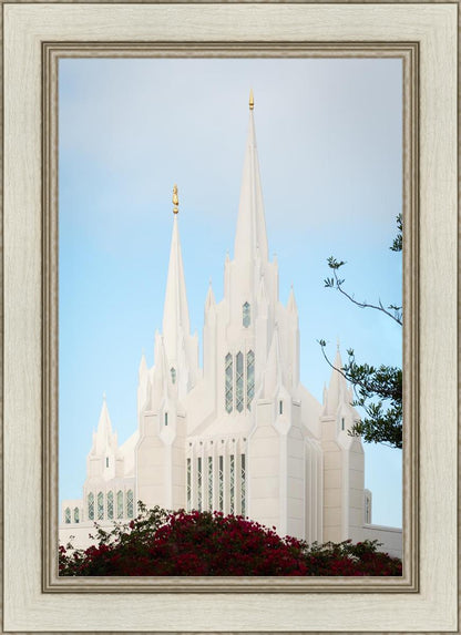 San Diego California Magenta Views