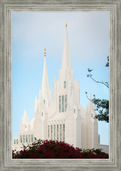 San Diego California Magenta Views